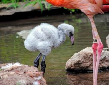 The first flamingo chick was born at the Philadelphia Zoo in 20 years. (Courtesy of the Philadelphia Zoo)