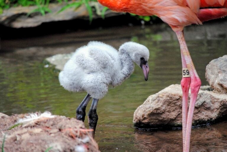 The first flamingo chick was born at the Philadelphia Zoo in 20 years. (Courtesy of the Philadelphia Zoo)