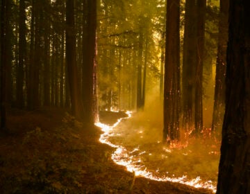 A forest burns as the CZU August Lightning Complex Fire advances on Thursday, Aug. 20, 2020, in Bonny Doon, Calif. (AP Photo/Marcio Jose Sanchez)