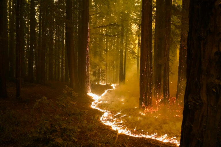 A forest burns as the CZU August Lightning Complex Fire advances on Thursday, Aug. 20, 2020, in Bonny Doon, Calif. (AP Photo/Marcio Jose Sanchez)