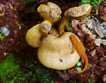 Pseudoboletus parasiticus in Wolf's Hollow near Atglen, Pa. (Courtesy of John Dawson)