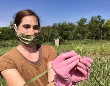 Penn State doctoral student Stephanie Herbstritt shows the hairy ligule in switchgrass that's growing on a Penn State research plot in Centre County. (Anne Danahy/StateImpact Pennsylvania)