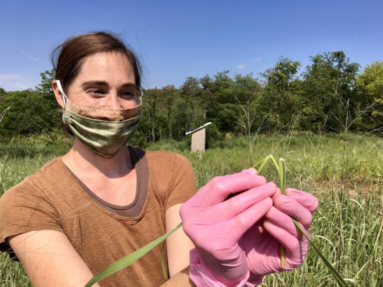 Penn State doctoral student Stephanie Herbstritt shows the hairy ligule in switchgrass that's growing on a Penn State research plot in Centre County. (Anne Danahy/StateImpact Pennsylvania)