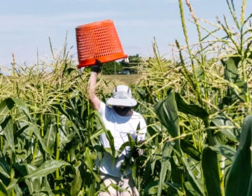 A farmer lifts a red basket over his head as he walks through a corn field