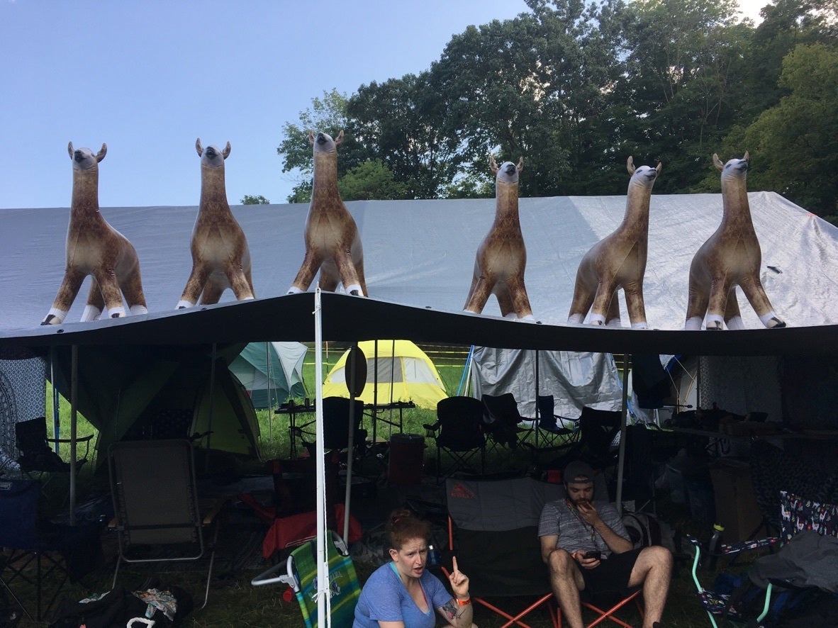Llama campsite at Philly Folk Fest