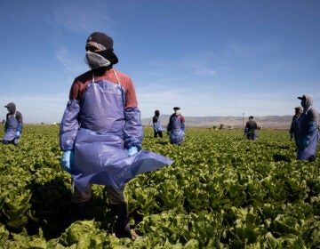 With the coronavirus spreading, farms try to keep workers like these in Greenfield, Calif. safe through physical distancing and other measures but advocates for laborers say protections are often not adequate. (Brent Stirton/Getty Images)