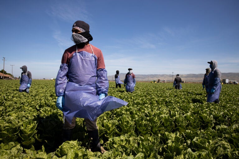 With the coronavirus spreading, farms try to keep workers like these in Greenfield, Calif. safe through physical distancing and other measures but advocates for laborers say protections are often not adequate. (Brent Stirton/Getty Images)
