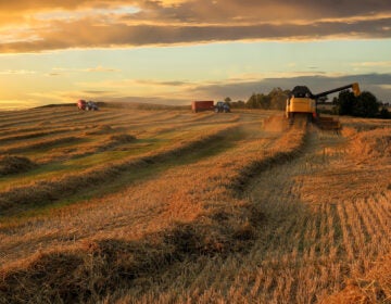 Farmers work during a harvest in Jutland, Denmark. People keep worrying about food shortages. Some economists say the fears actually create their own problems. (Nick Brundle Photography/Getty Images)