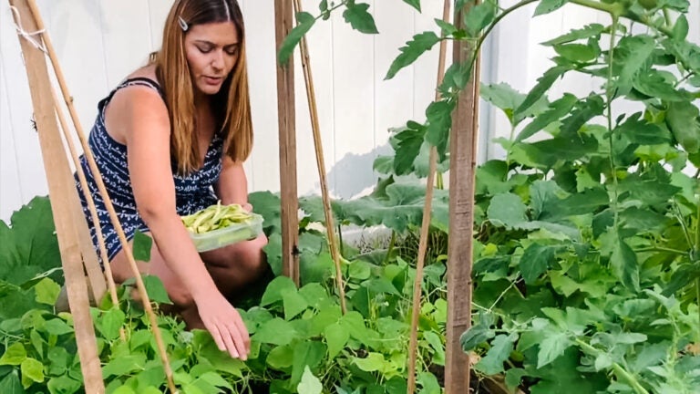 Teacher Mrs. Mylonas picking green beans in her backyard garden