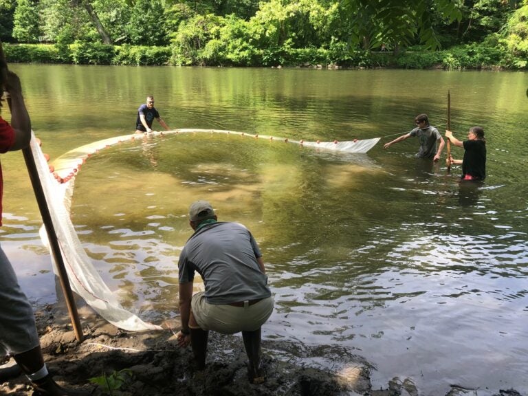 Scientists fishing in the Brandywine Creek, at the site of the former West Street dam in Delaware. (Jim Shanahan/Brandywine Shad 2020)