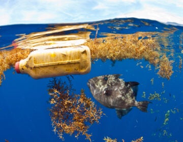 In addition to large plastic trash, researchers estimate that more than 21 million metric tons of tiny plastic debris are floating below the Atlantic Ocean's surface. (Michael O'Neill/Science Source)