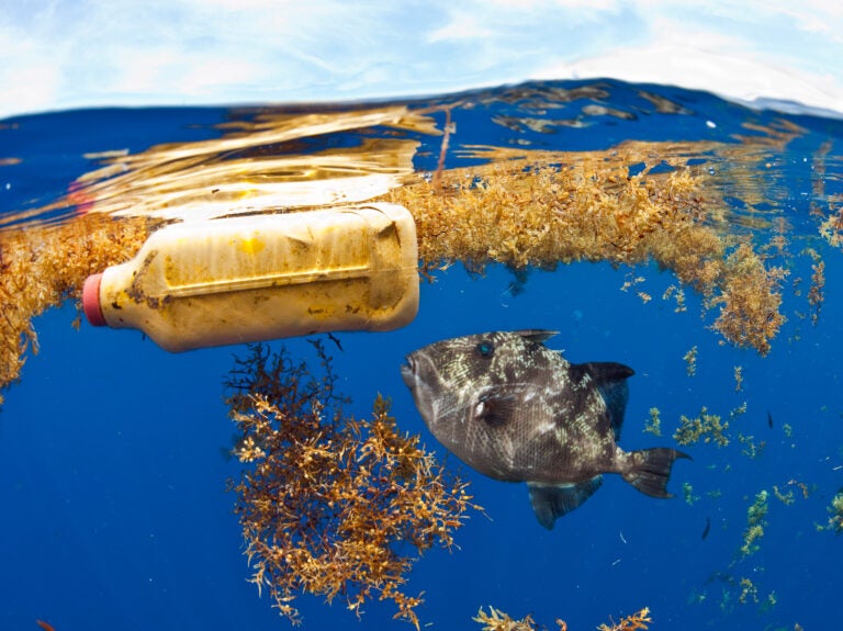 In addition to large plastic trash, researchers estimate that more than 21 million metric tons of tiny plastic debris are floating below the Atlantic Ocean's surface. (Michael O'Neill/Science Source)