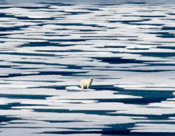 A polar bear stands on ice