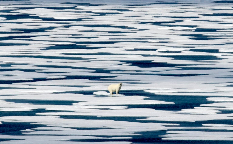 A polar bear stands on ice