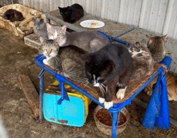 184 cats seized from property in Camden, Delaware