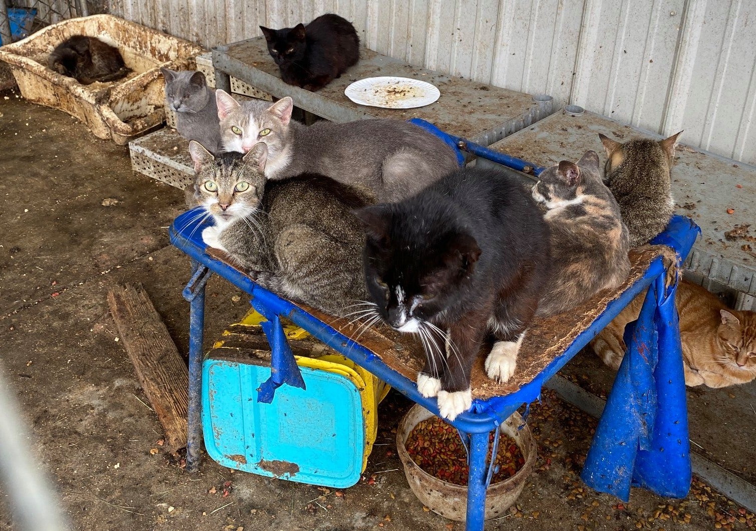 Camden store cat rescue