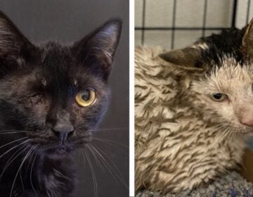 184 cats seized from property in Camden, Delaware