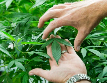 Colorado Harvest Company CEO Tim Cullen describes the leaf structure of different strains of cannabis during tour of his company's 10,000-square-foot facility in south Denver on Sept. 16, 2016. (Andy Colwell for Billy Penn)