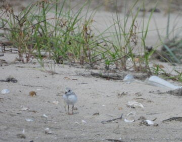 More than 50 piping plover chicks like this 18-day-old bird were born along Delaware's beaches this year, well above the long-term species recovery goal. (photo courtesy DNREC/Evangelin Von Boeckman)