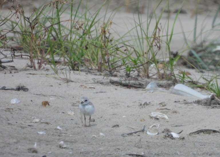 More than 50 piping plover chicks like this 18-day-old bird were born along Delaware's beaches this year, well above the long-term species recovery goal. (photo courtesy DNREC/Evangelin Von Boeckman)