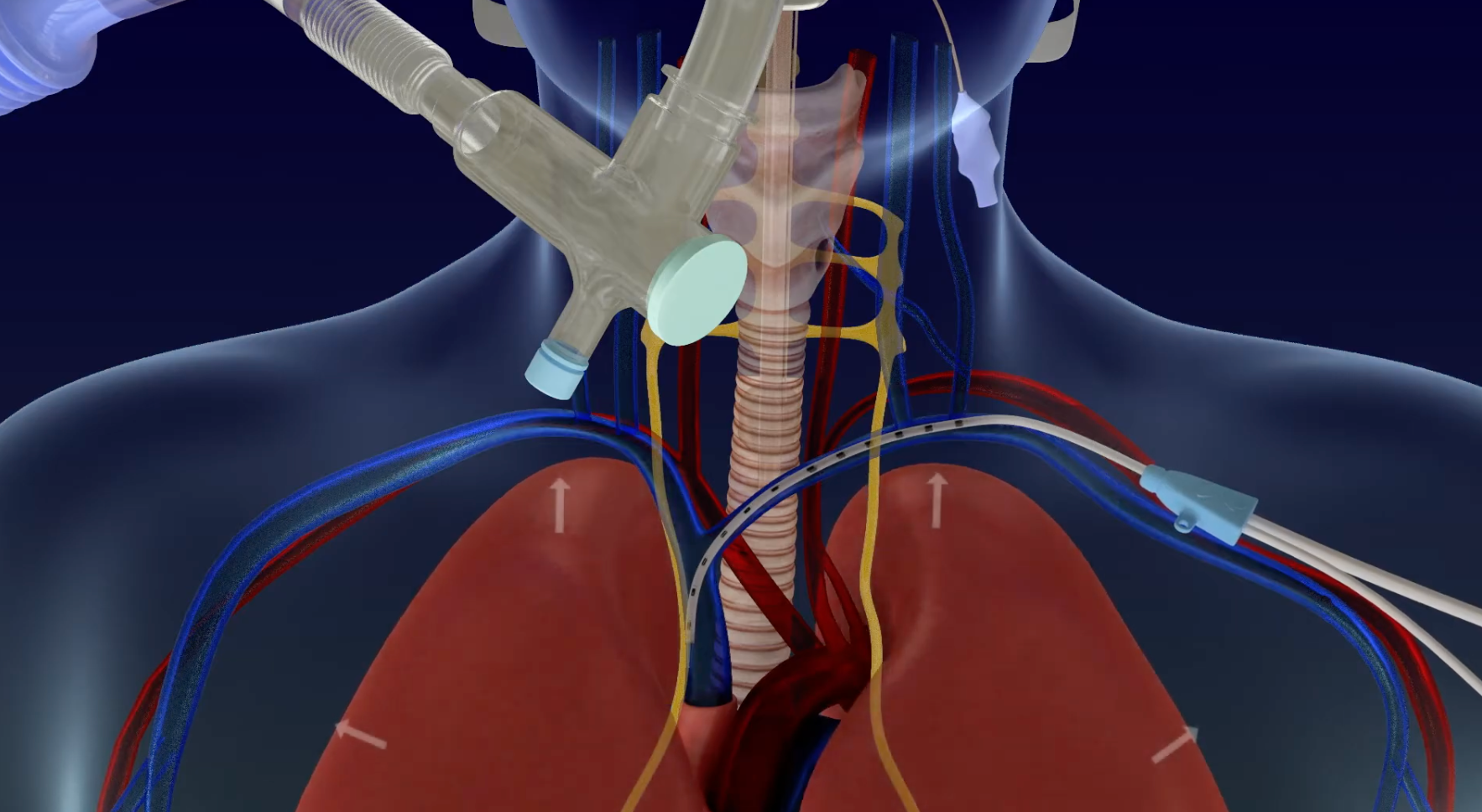 Surface Anatomy of Thorax  Medical Students Learning Video