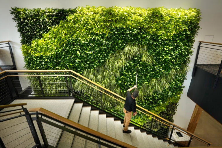 Architects say making the office more like the outdoors — with filtered air and good ventilation — will be a priority post-pandemic. This living wall in the Danielle N. Ripich Commons at the University of New England in Biddeford, Maine, is one such approach. (Gregory Rec/Portland Press Herald via Getty Images)
