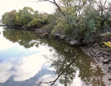 tree-lined riverbank