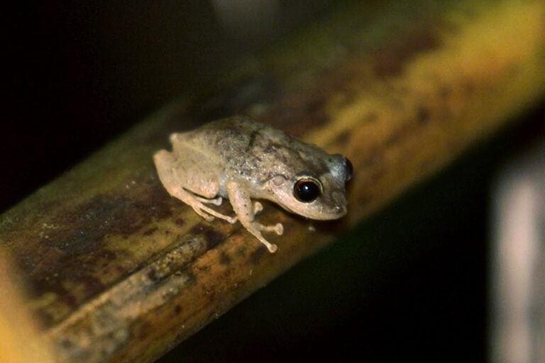 A small tan coquí frog sits on a tree branch in the dark