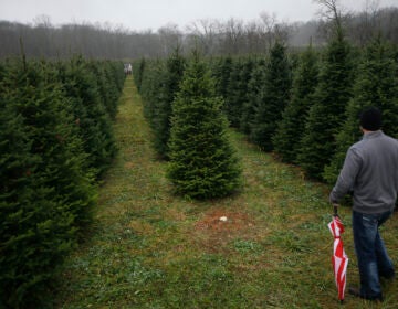 In this Nov. 28, 2015, file photo, Tommy Lawson looks out into rows of Christmas trees as his family browses for their tree at the John T Nieman Nursery in Hamilton, Ohio. (AP Photo/John Minchillo)