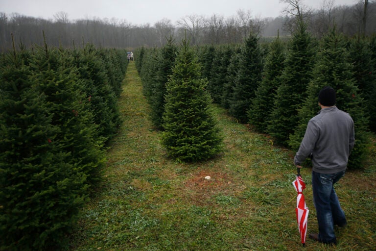 In this Nov. 28, 2015, file photo, Tommy Lawson looks out into rows of Christmas trees as his family browses for their tree at the John T Nieman Nursery in Hamilton, Ohio. (AP Photo/John Minchillo)