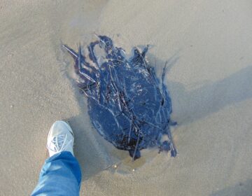 About 215 gallons of oil from an unknown source washed ashore at Broadkill Beach in Delaware in October 2020. Julie McCall was surveying Beach Plum Island when she saw blobs of oil. (Courtesy of Julie McCall)