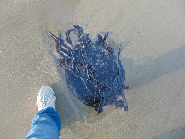 About 215 gallons of oil from an unknown source washed ashore at Broadkill Beach in Delaware in October 2020. Julie McCall was surveying Beach Plum Island when she saw blobs of oil. (Courtesy of Julie McCall)