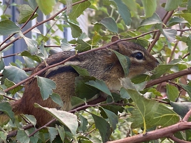 Chipmunk in tree