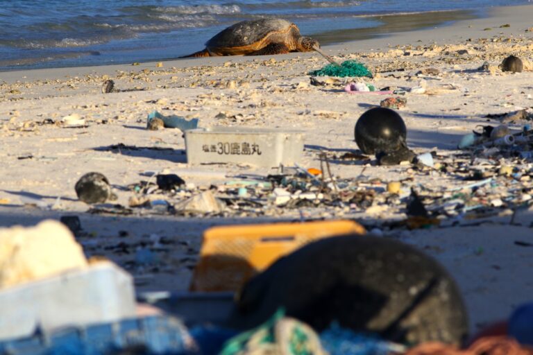 A green sea turtle rests on the beach among marine debris on Midway Atoll in the Northwestern Hawaiian Islands. In one of the most remote places on Earth, Midway Atoll is a wildlife sanctuary that should be a safe haven for seabirds and other marine animals. (AP Photo/Caleb Jones)