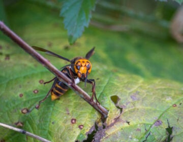 Asian giant hornet