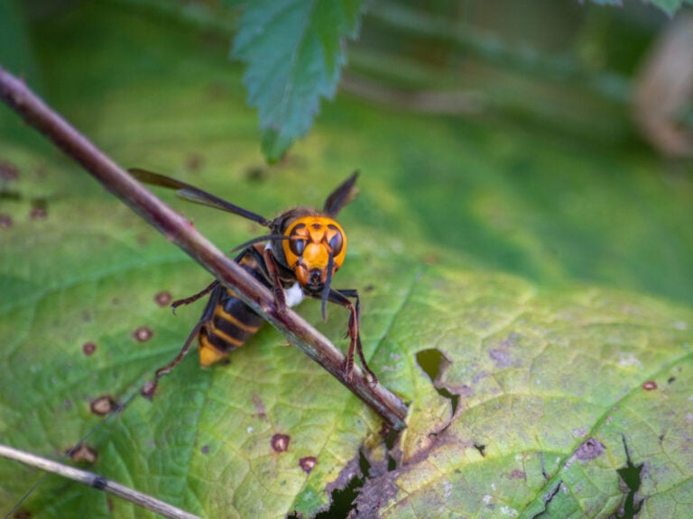 Asian giant hornet