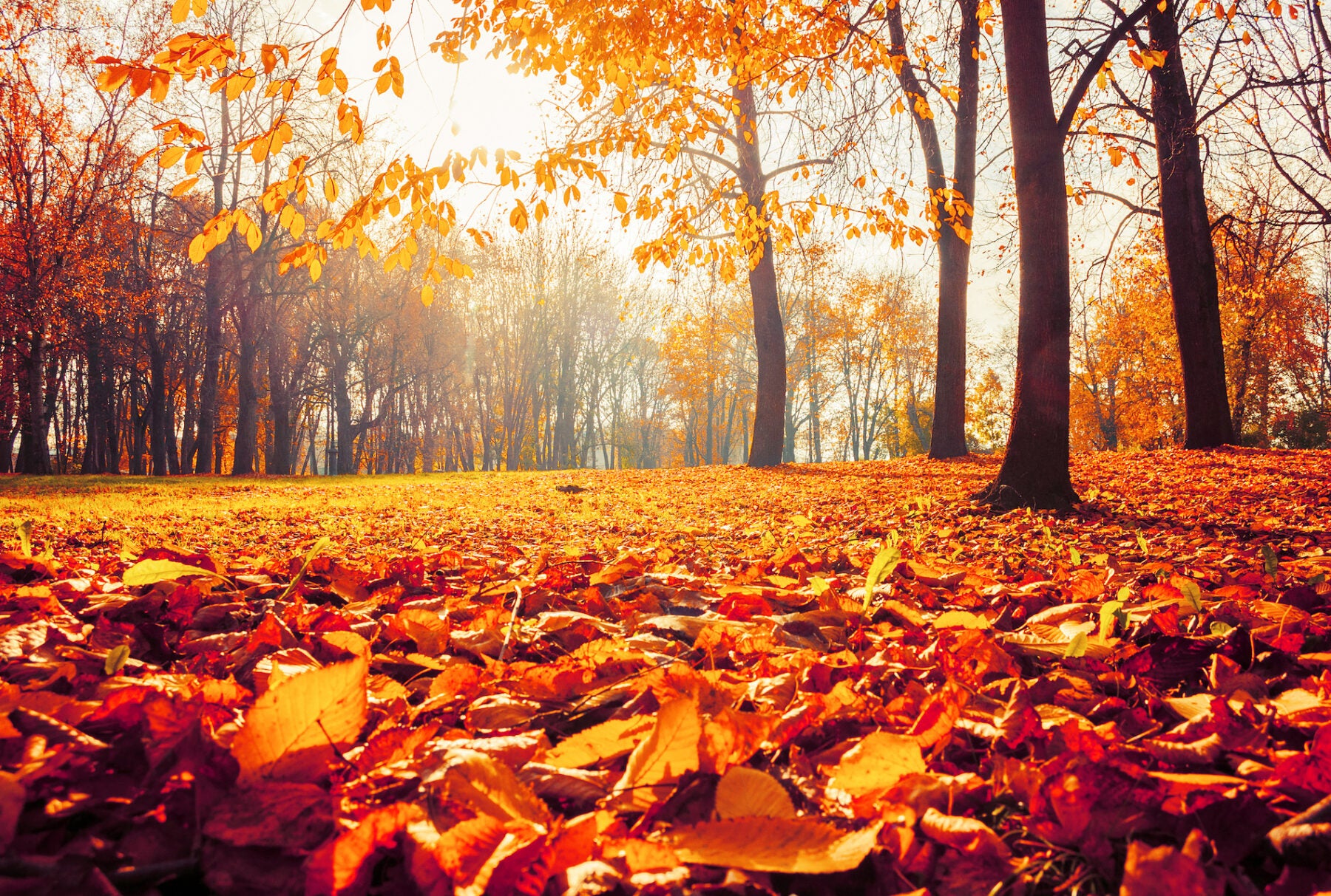 Why do we love autumn’s smell? Memories and nostalgia - WHYY