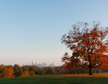 Beautiful fall foliage