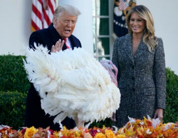 President Donald Trump pardons Corn, the national Thanksgiving turkey, in the Rose Garden of the White House, Tuesday, Nov. 24, 2020, in Washington, as First Lady Melania Trump watches. (AP Photo/Susan Walsh)