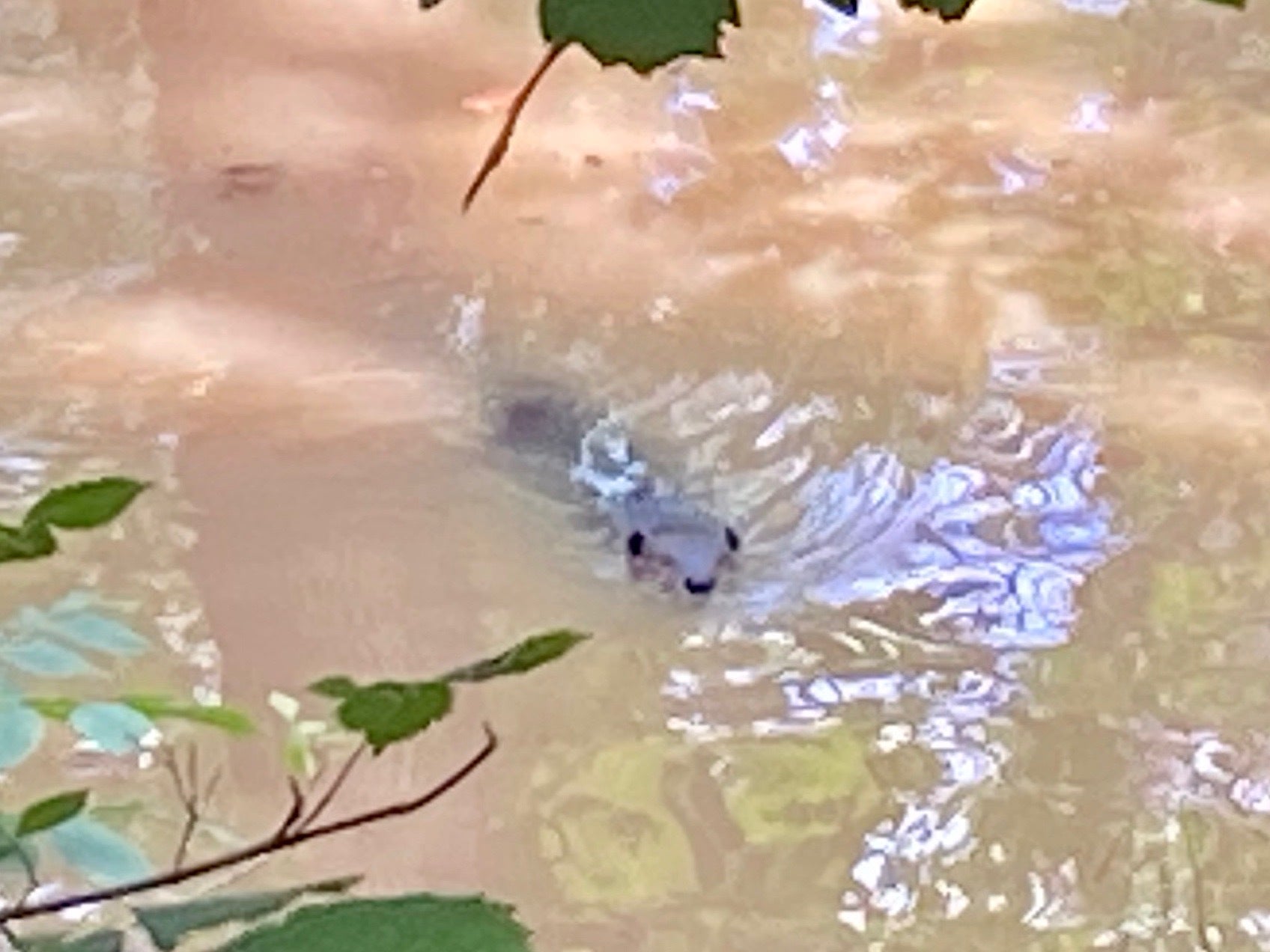 swimming beaver