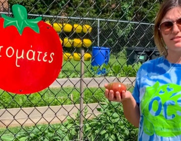 Mrs. Mylonas at a tomato farm in Greece