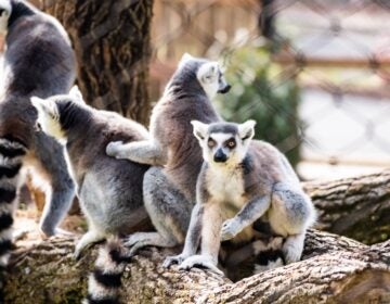 A group of lemurs at the Brandywine Zoo