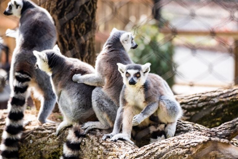 A group of lemurs at the Brandywine Zoo