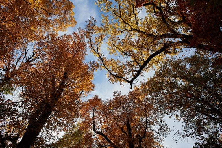 A peak through the trees in Fairmount Park.