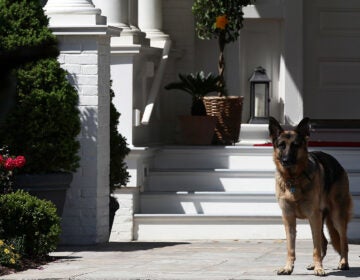 President-elect Joe Biden's dog Champ stands during speeches at the vice president's residence in 2012