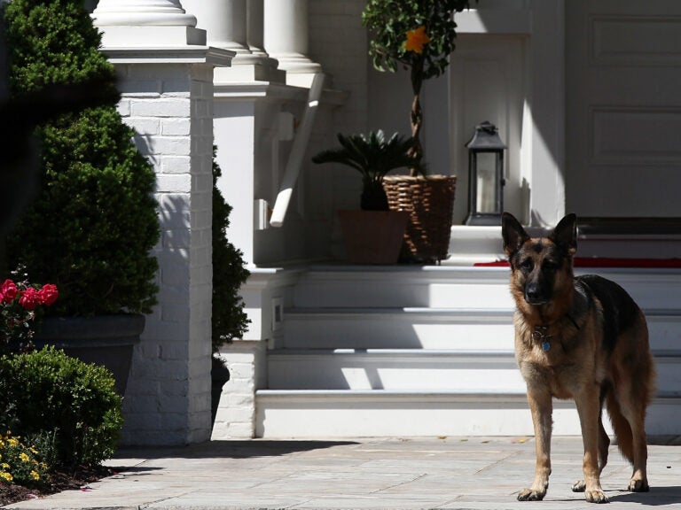 President-elect Joe Biden's dog Champ stands during speeches at the vice president's residence in 2012