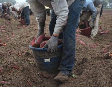 These men, harvesting sweet potatoes in North Carolina, came to the U.S. on H-2A visas that are designated for seasonal agricultural workers. Such 