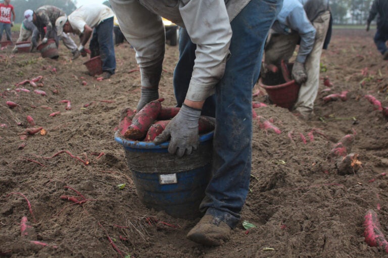These men, harvesting sweet potatoes in North Carolina, came to the U.S. on H-2A visas that are designated for seasonal agricultural workers. Such 