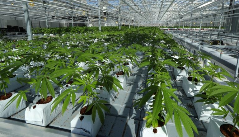 FILE PHOTO: In this Sept. 25, 2018 file photo, marijuana plants grow in a tomato greenhouse being renovated to grow pot in Delta, British Columbia. (Ted S. Warren / The Associated Press)