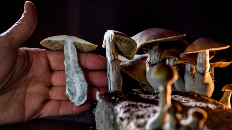 A DC resident has an operation growing psilocybin mushrooms. With the legalization of marijuana advocates in several states including Oregon have pushed the legalization of other drugs such as 'magic mushrooms'. (Photo by Jahi Chikwendiu/The Washington Post via Getty Images)